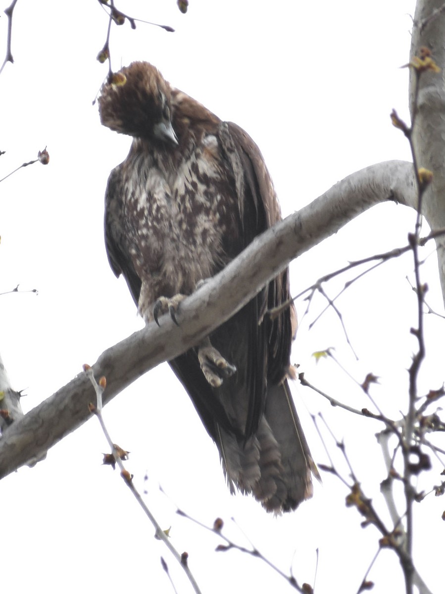 Red-tailed Hawk (calurus/alascensis) - ML150491671