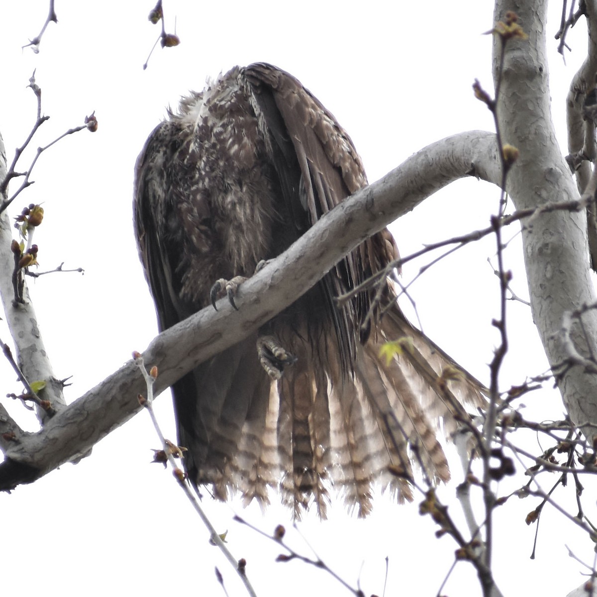 Red-tailed Hawk (calurus/alascensis) - ML150491721