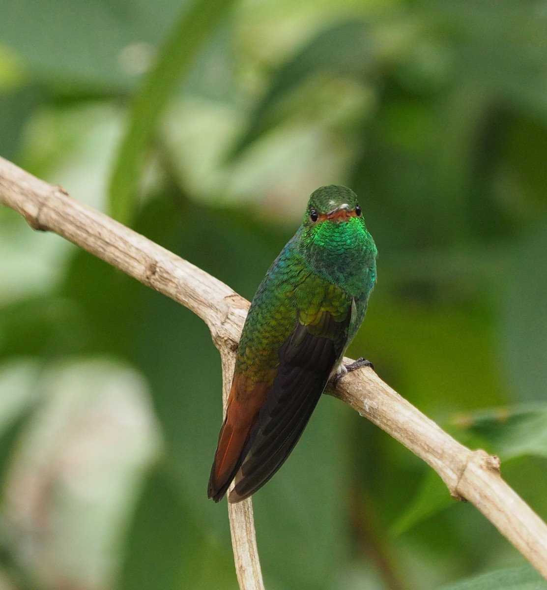 Rufous-tailed Hummingbird - John Anderson