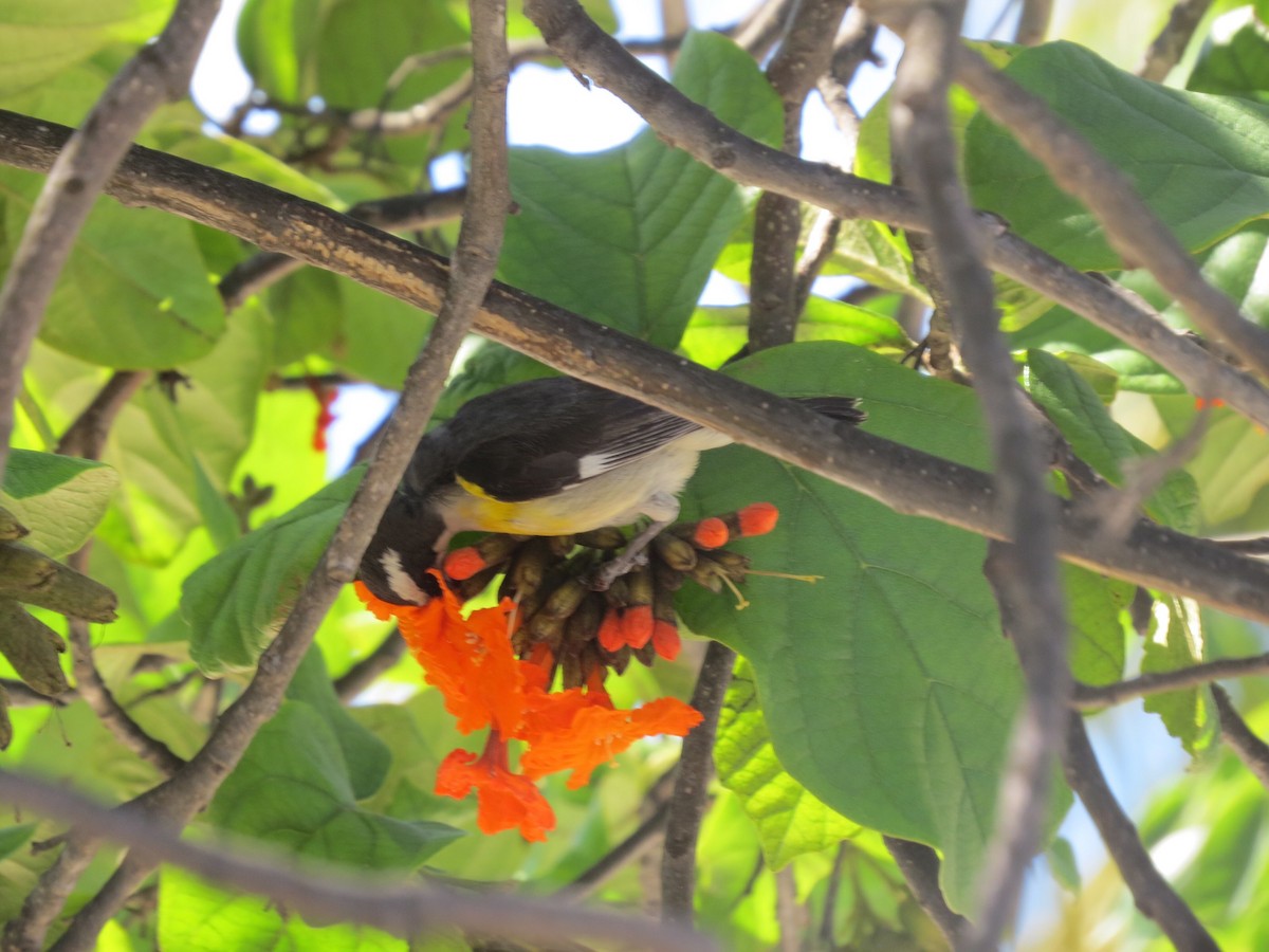 Bananaquit - ML150492601