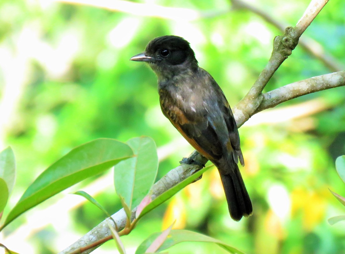 Rose-throated Becard - ML150492781