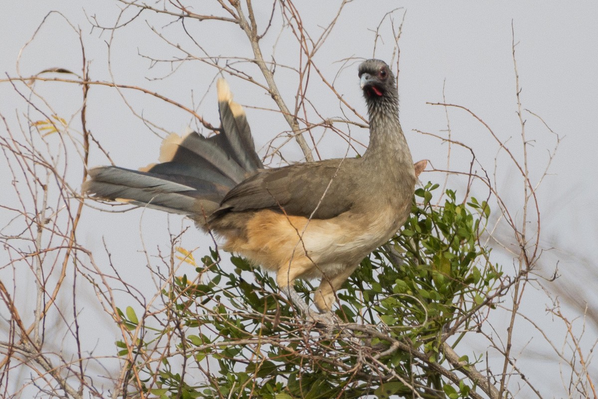 West Mexican Chachalaca - ML150494141