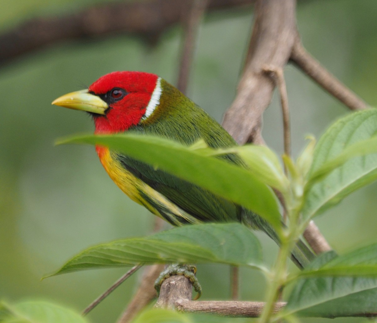 Kırmızı Başlı Barbet - ML150494601