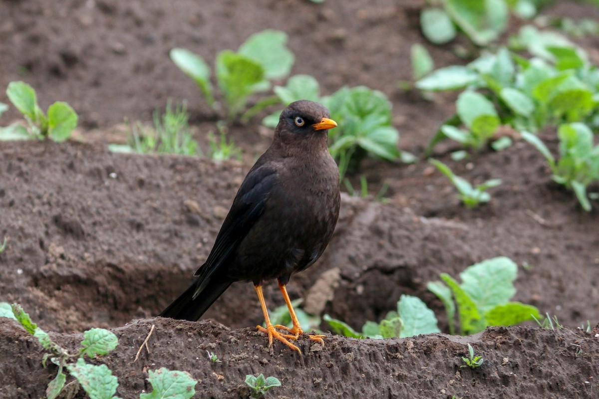 Sooty Thrush - ML150494741