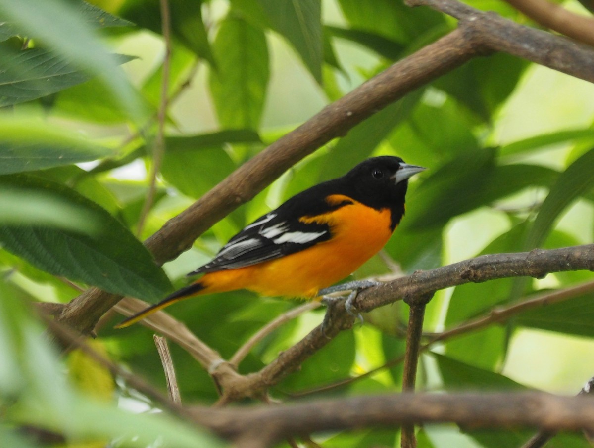 Oriole de Baltimore - ML150494921