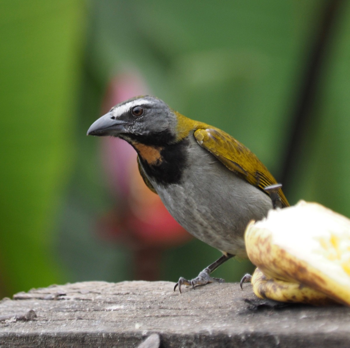 Buff-throated Saltator - ML150496401