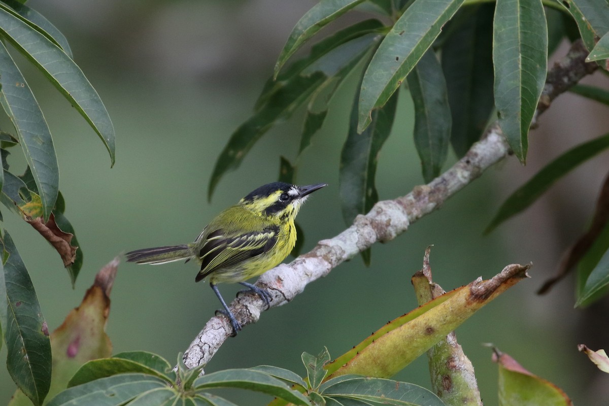 Yellow-browed Tody-Flycatcher - Dave Beeke