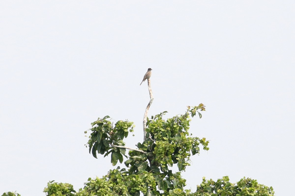 Crowned Slaty Flycatcher - ML150496661