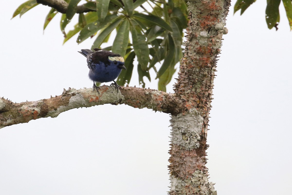 Opal-crowned Tanager - ML150496921