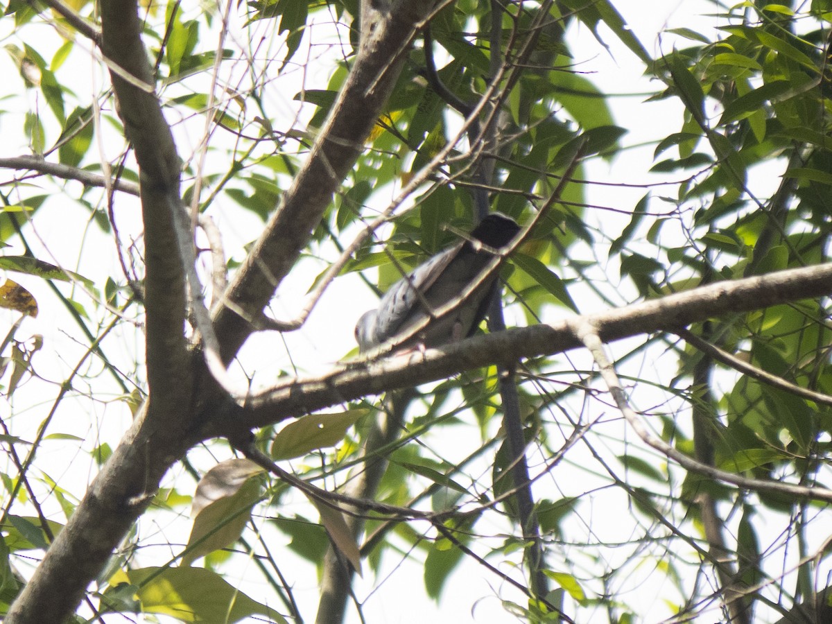 Blue Ground Dove - ML150497051