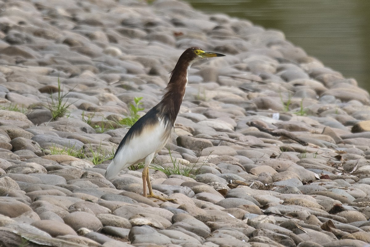 Chinese Pond-Heron - ML150497271