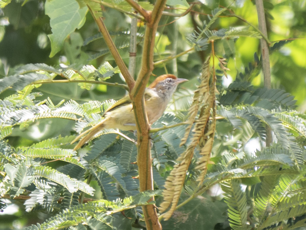 Gray-eyed Greenlet - ML150497331