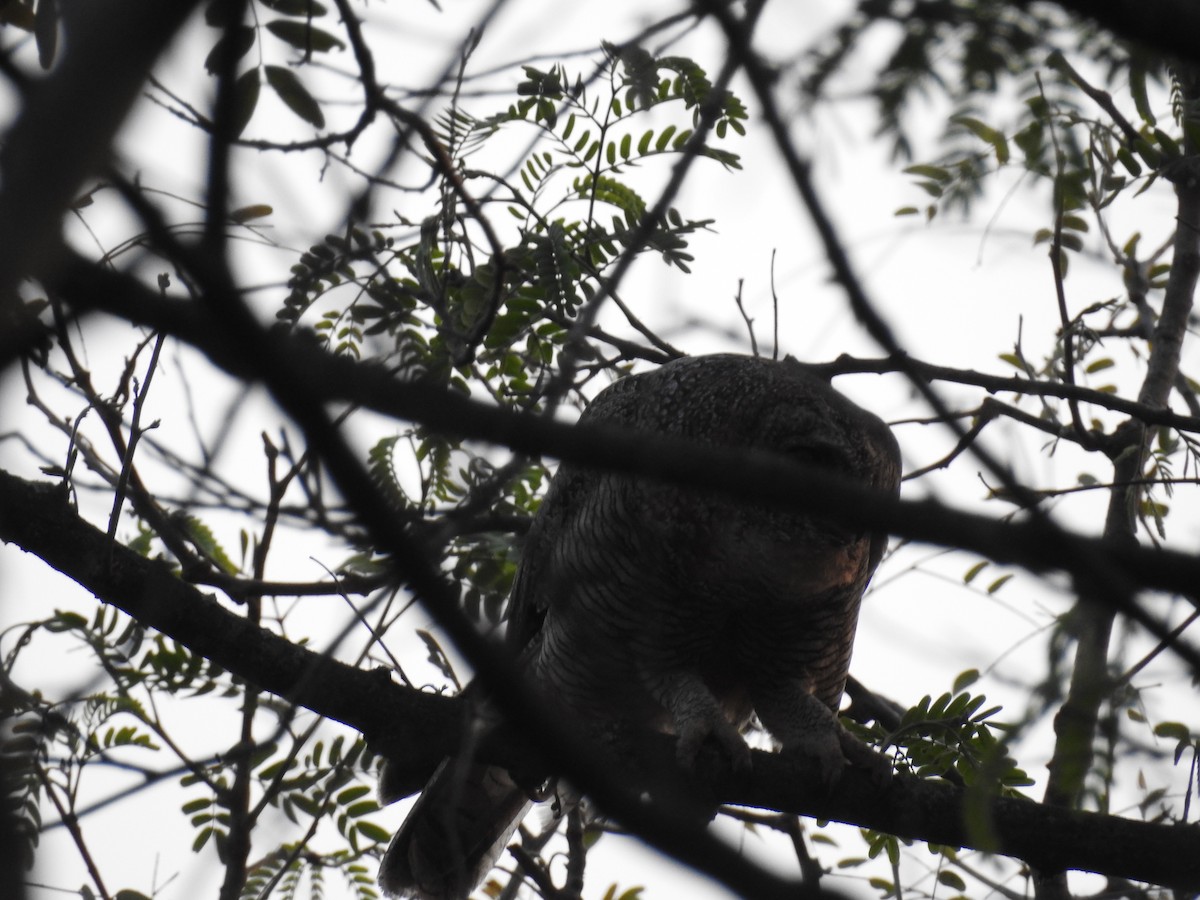 Mottled Wood-Owl - ML150497461