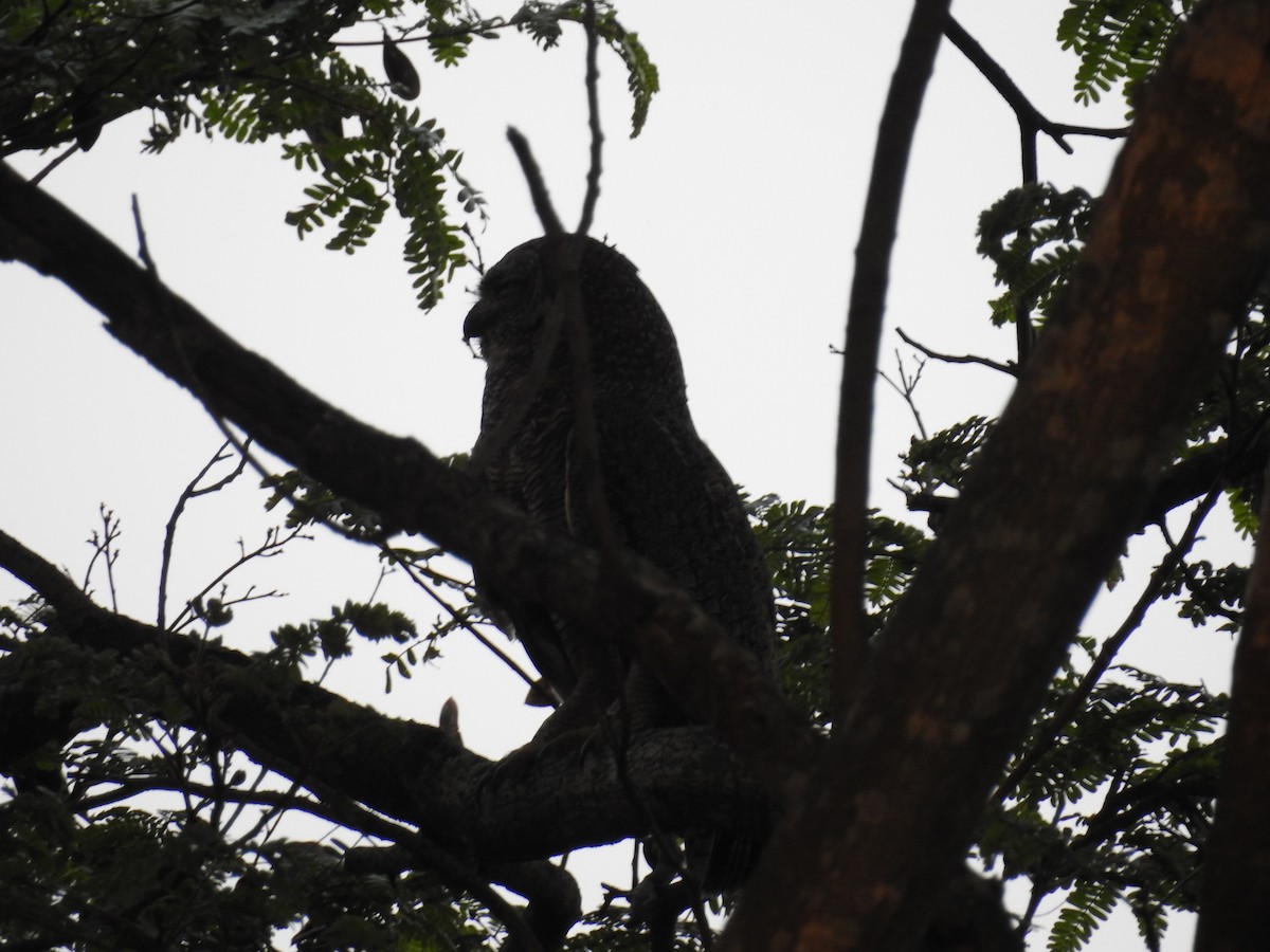 Mottled Wood-Owl - ML150497471