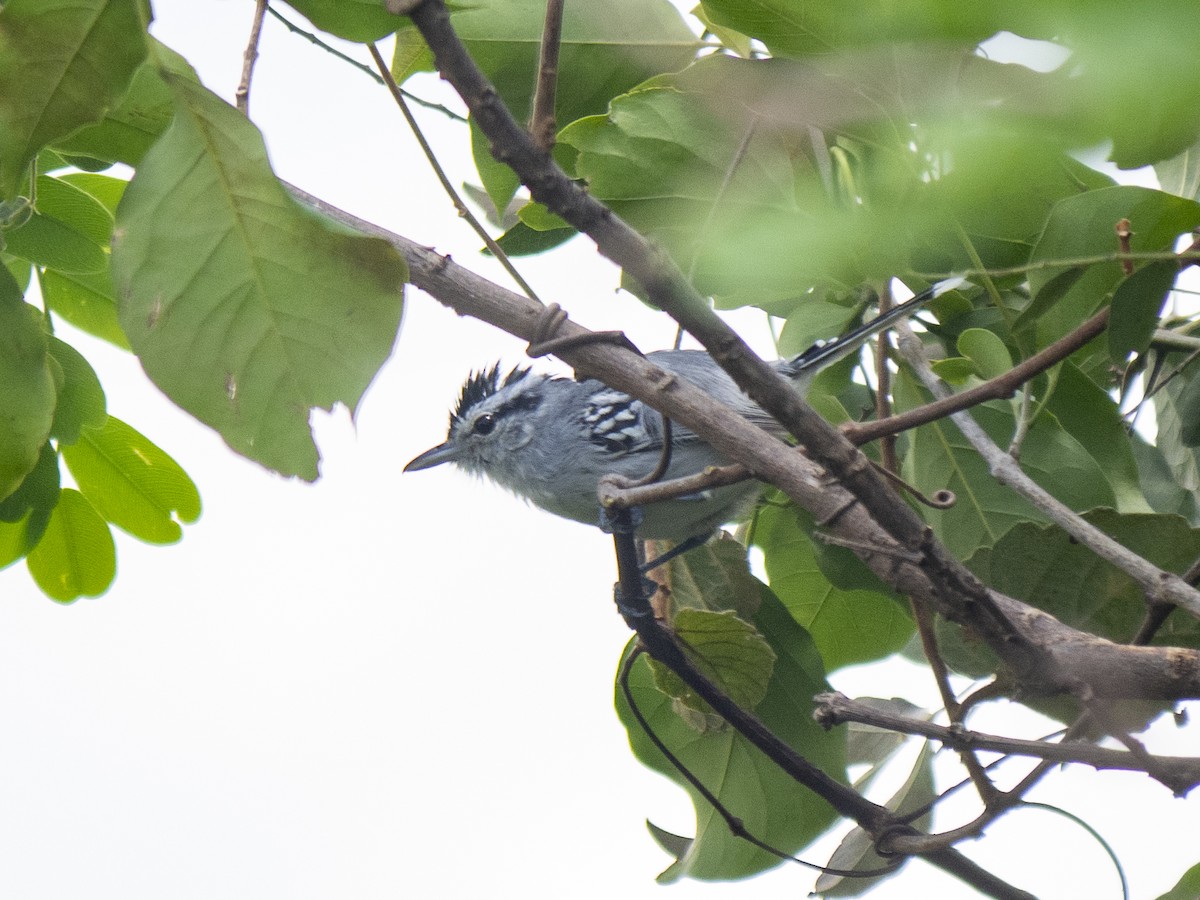 Black-capped Antwren - ML150497551