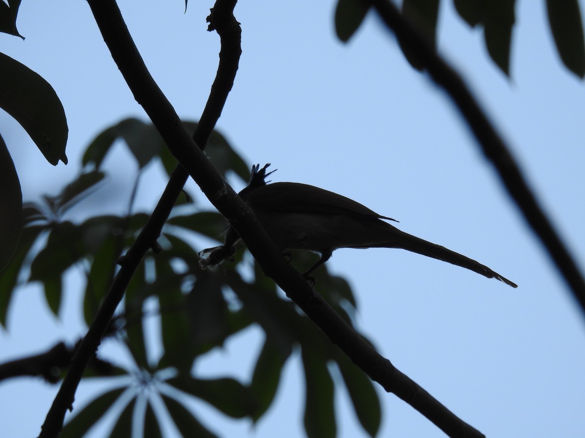 Indian Paradise-Flycatcher - ML150497761