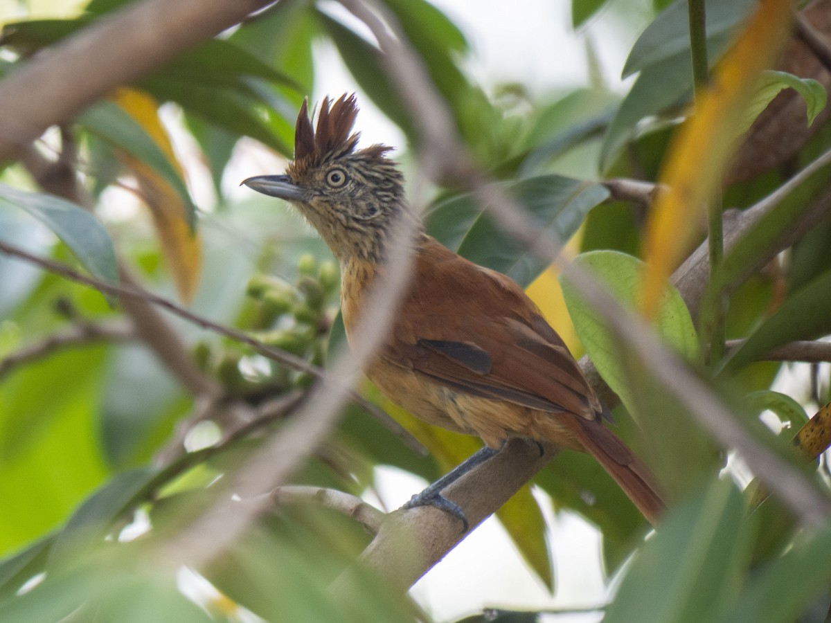 Barred Antshrike - ML150497831