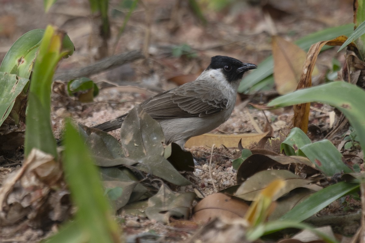 Bulbul cul-d'or - ML150497901