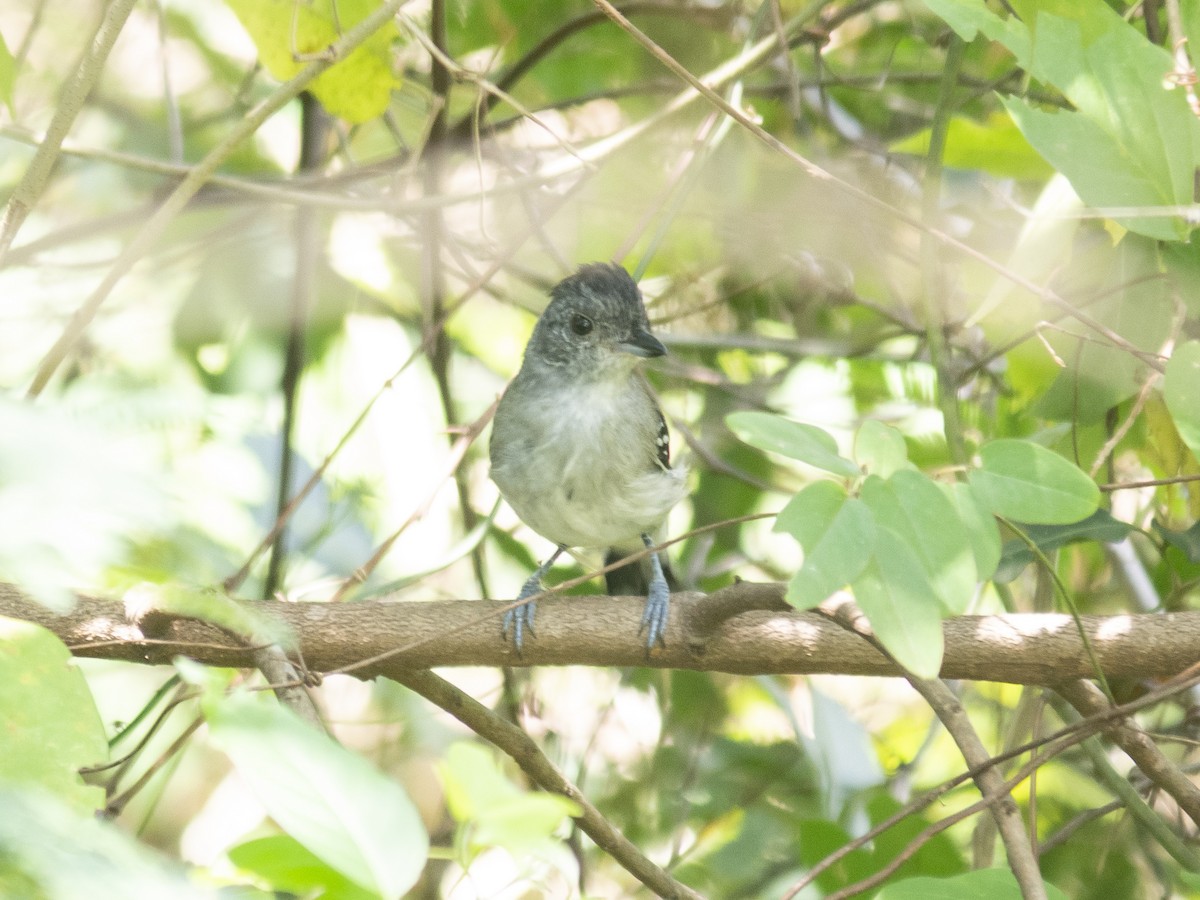 Planalto Slaty-Antshrike - ML150497921