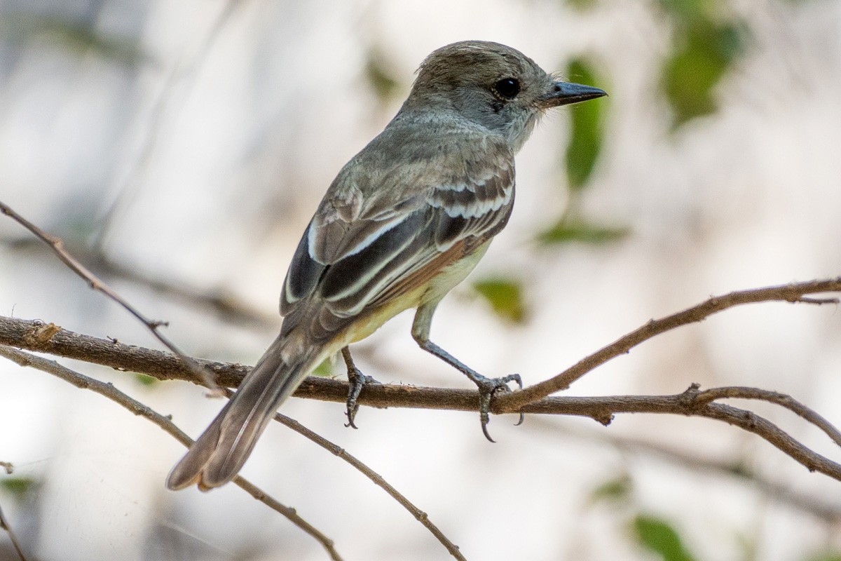 Nutting's Flycatcher - ML150497931