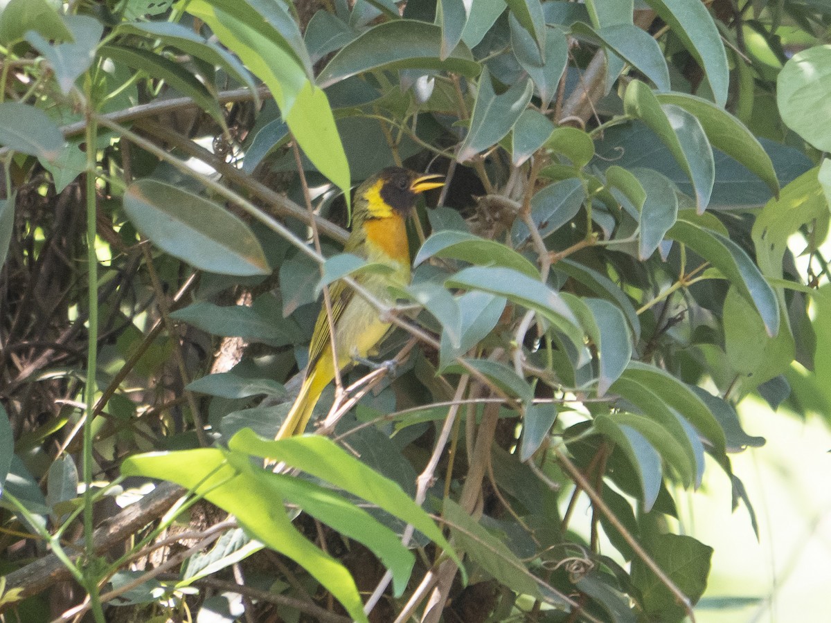 Guira Tanager - ML150498081