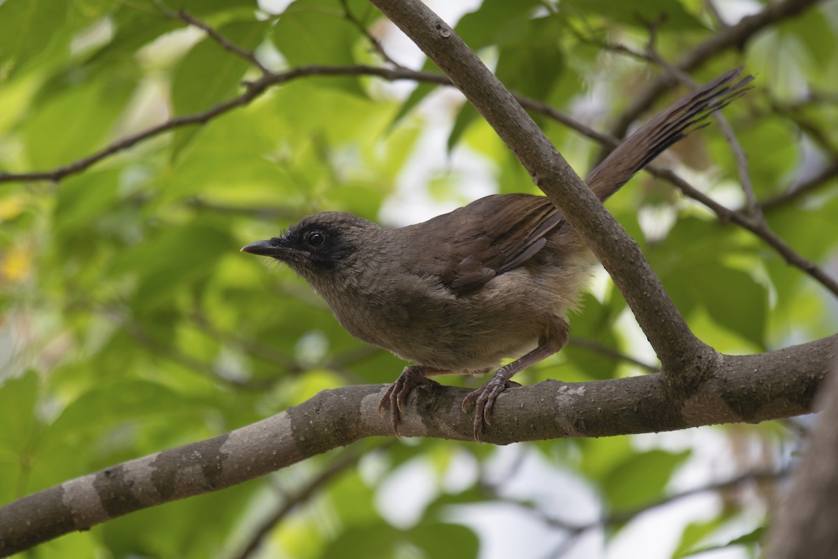 Masked Laughingthrush - ML150498161