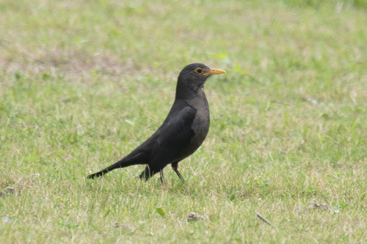 Chinese Blackbird - ML150498271