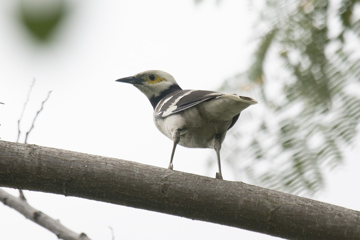 Black-collared Starling - ML150498321