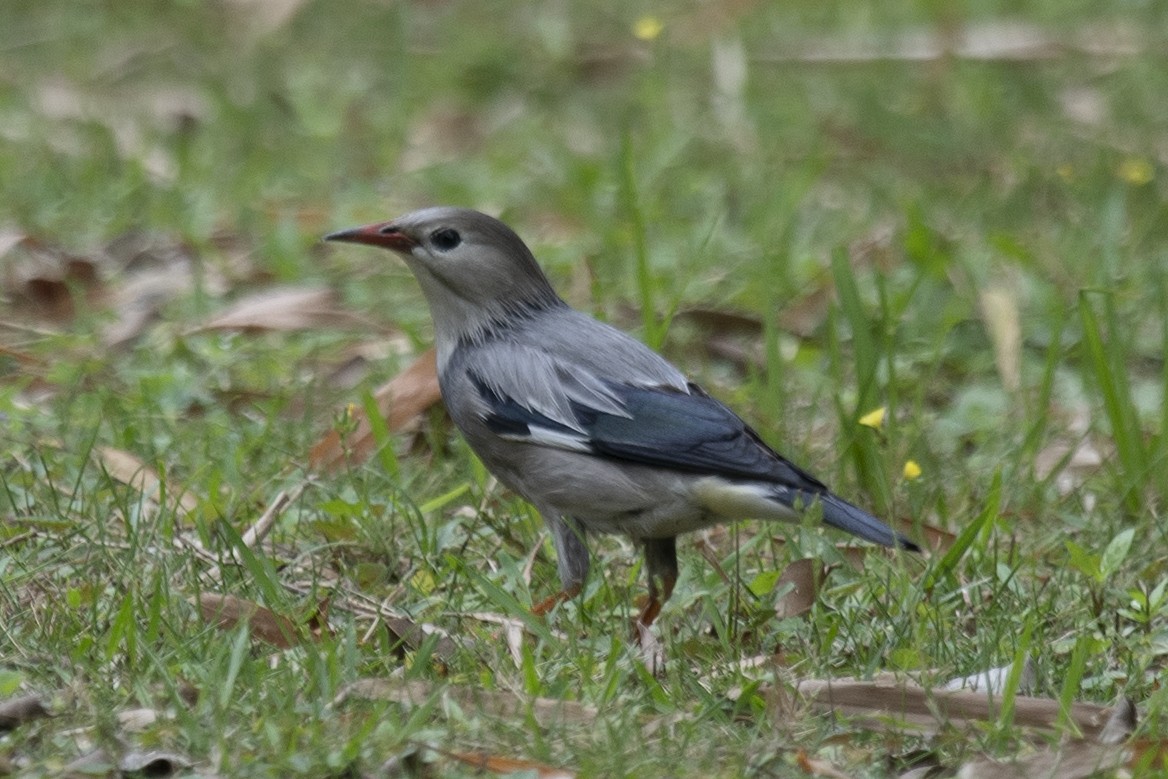 Red-billed Starling - ML150498451