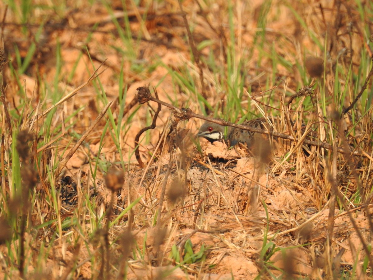 Blue-breasted Quail - Ashwin Viswanathan