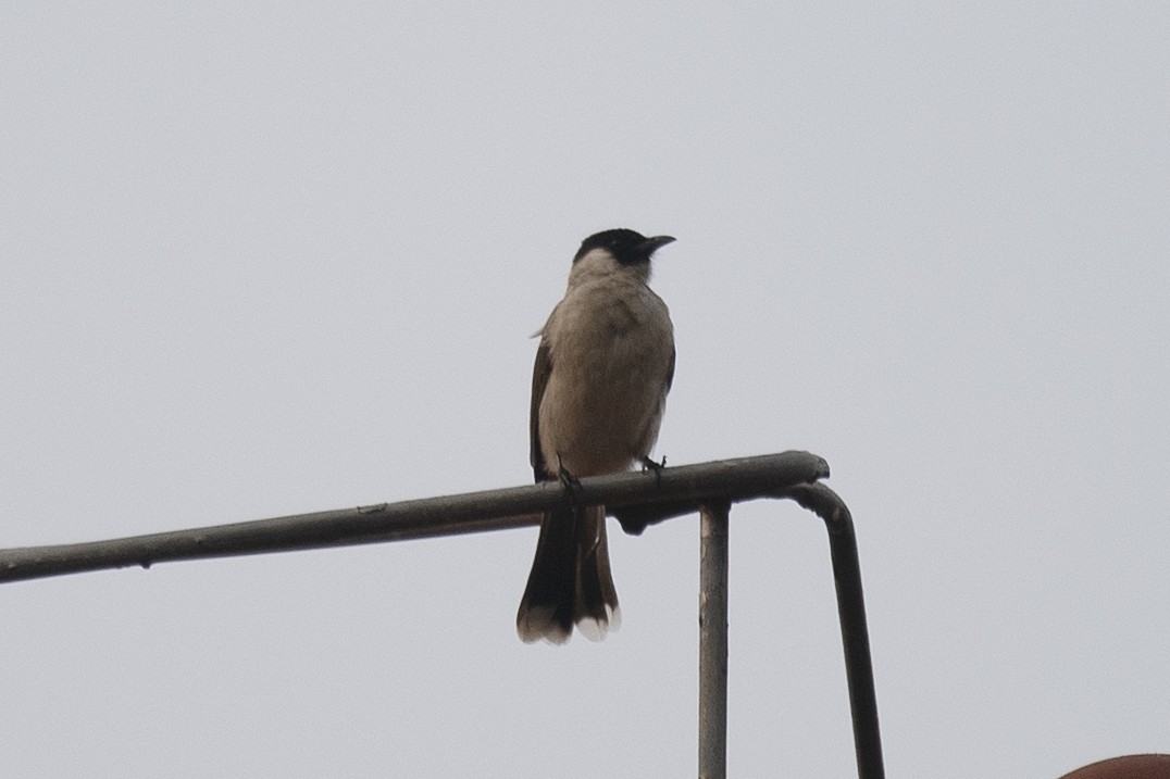 Sooty-headed Bulbul - ML150499121