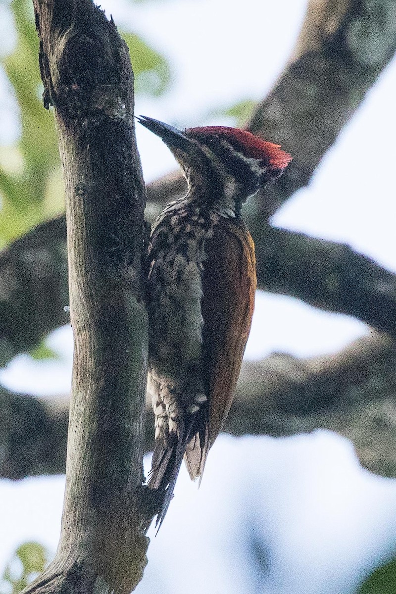 Common Flameback - Eric VanderWerf