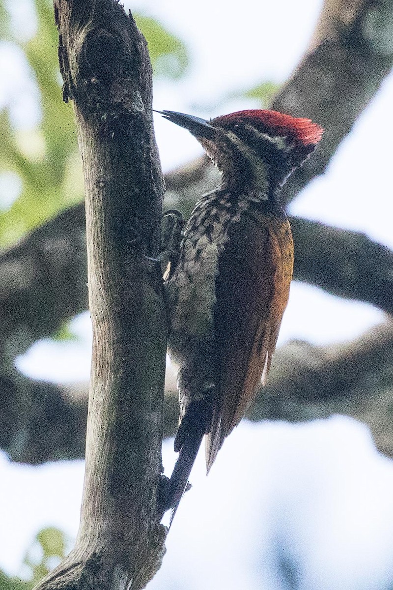 Common Flameback - ML150499461