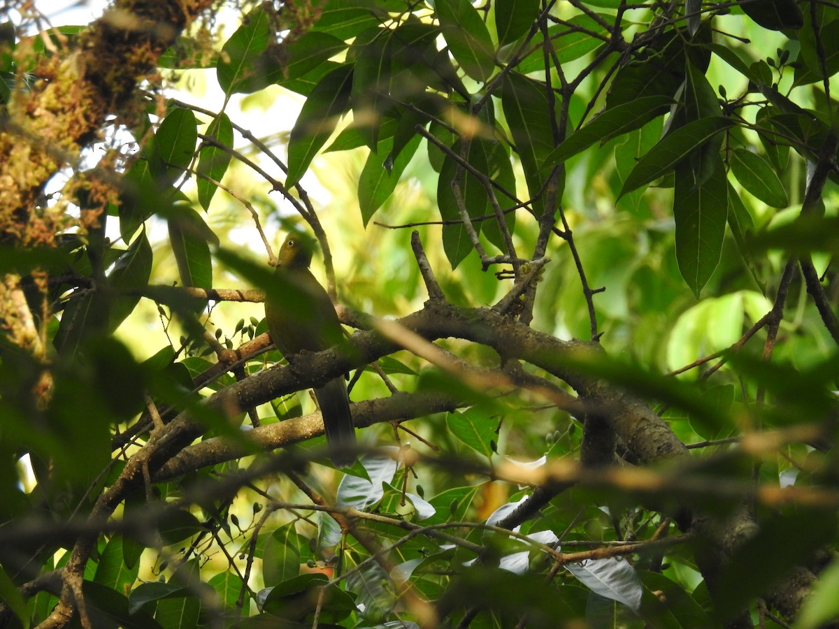 Gray-headed Bulbul - ML150499601