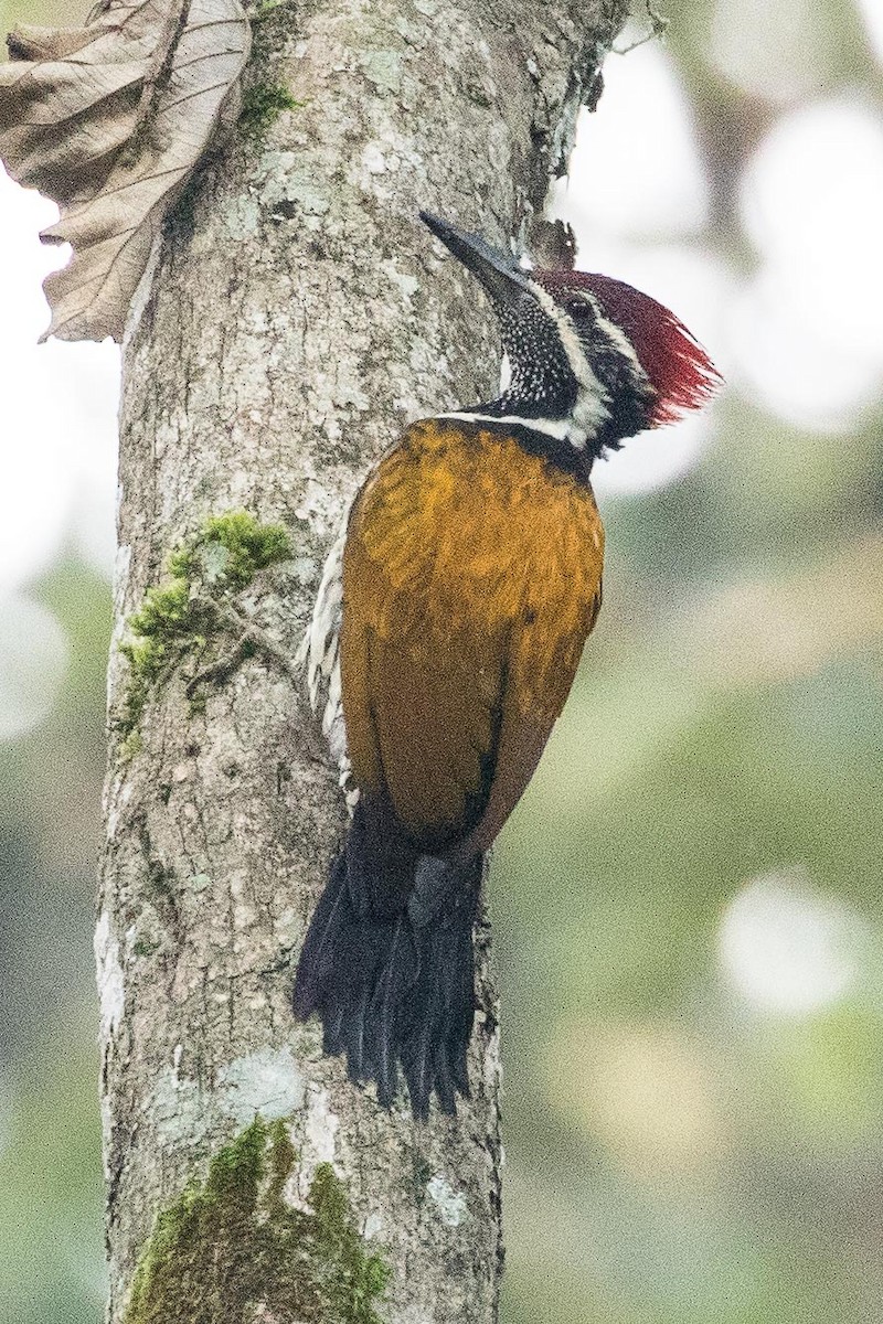 Black-rumped Flameback - ML150499631