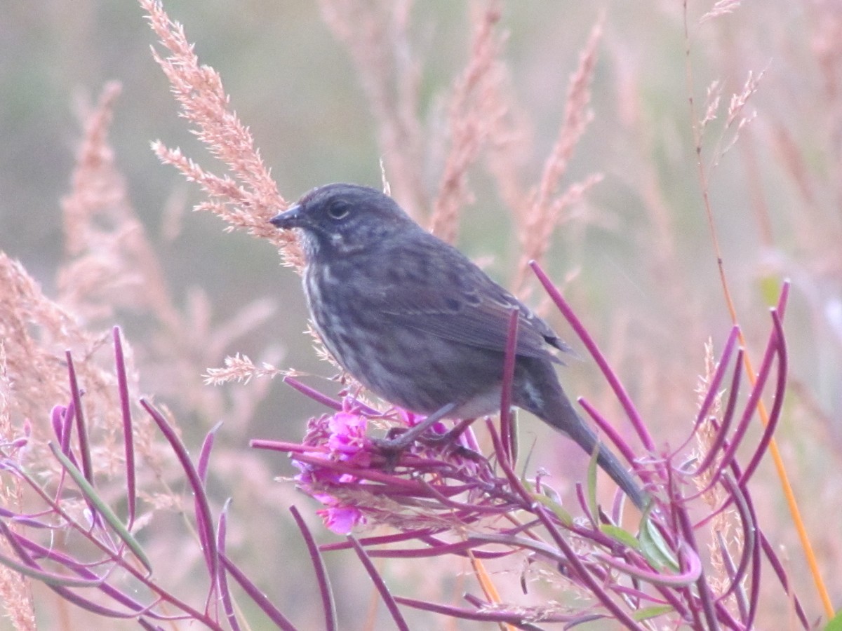 Song Sparrow - ML150500091