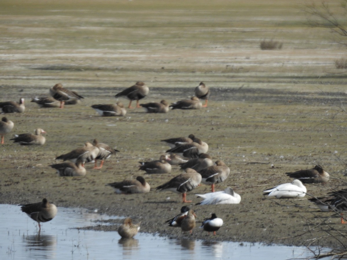 Snow/Ross's Goose - ML150500781