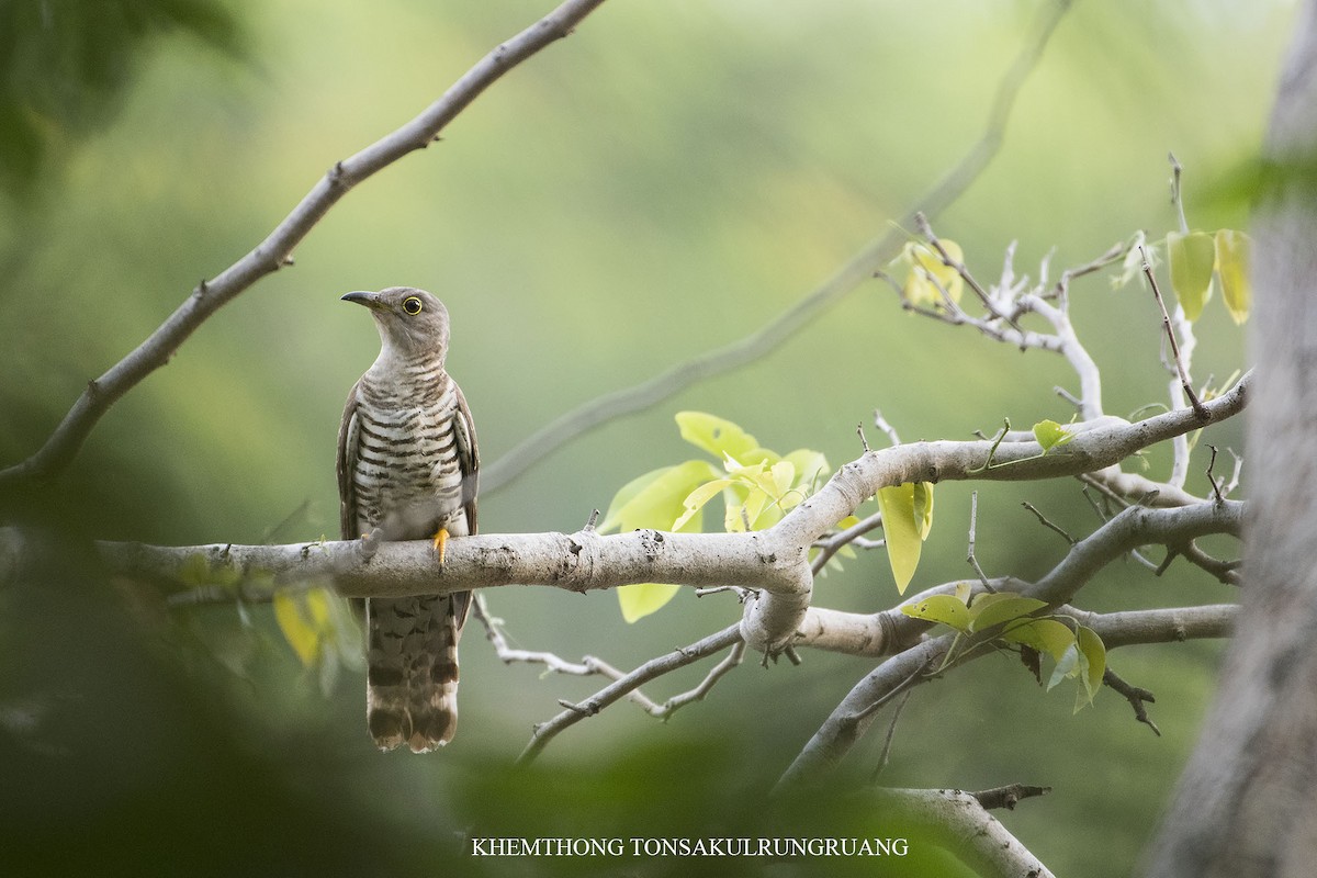 Indian Cuckoo - Khemthong Tonsakulrungruang