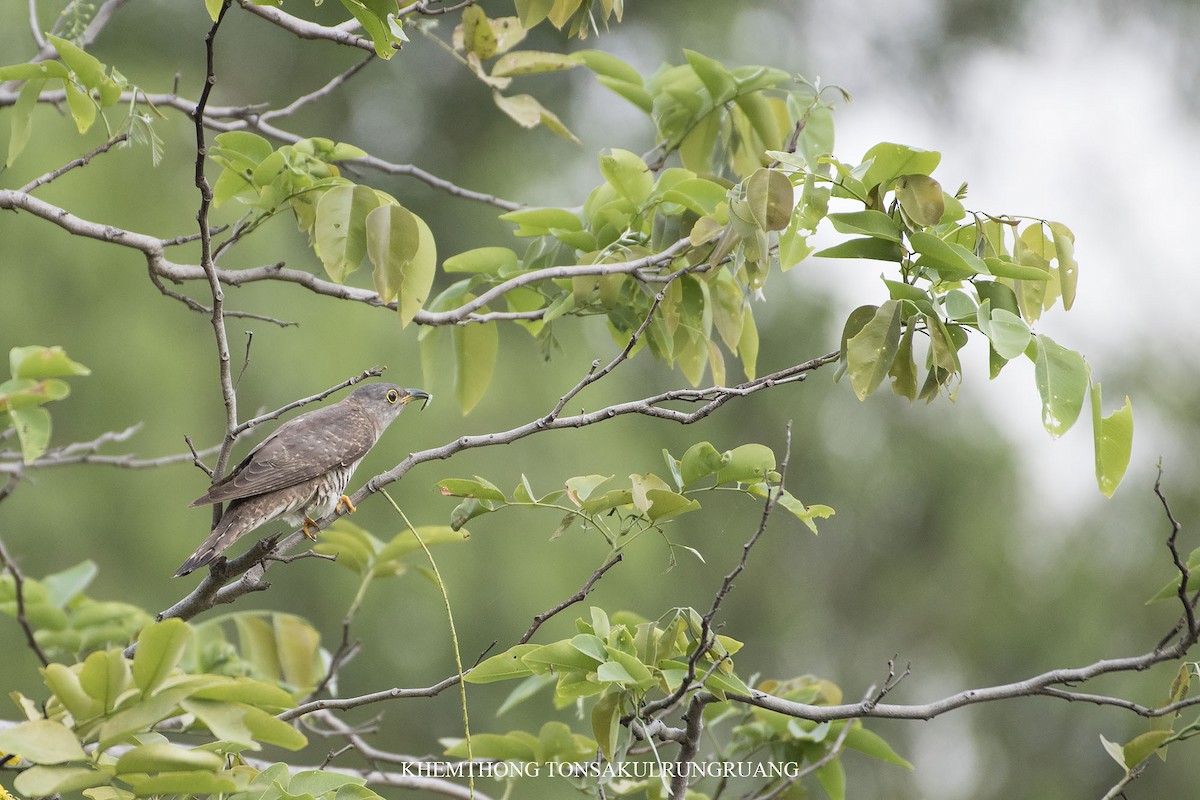 Indian Cuckoo - ML150500901