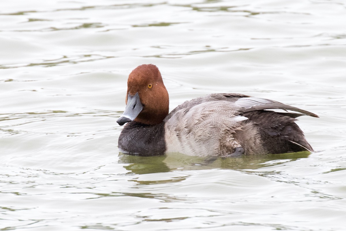 Redhead - ML150502011