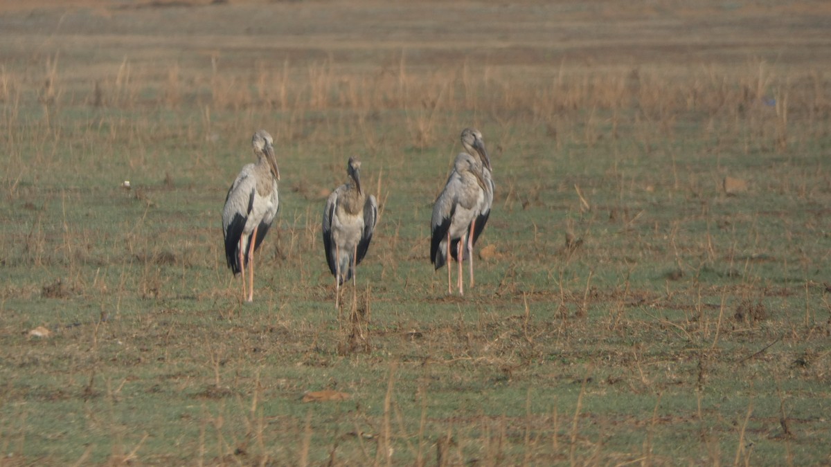 Asian Openbill - ML150503561