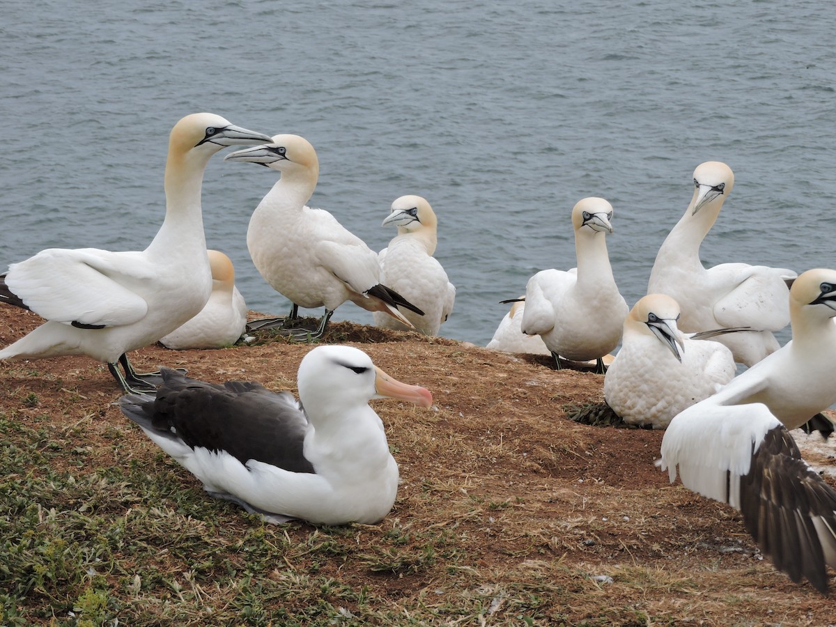Northern Gannet - Helmut Pfeifenberger