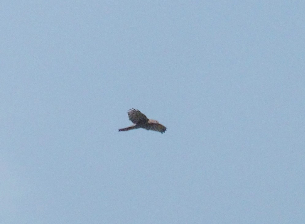 Brown Goshawk - ML150505421