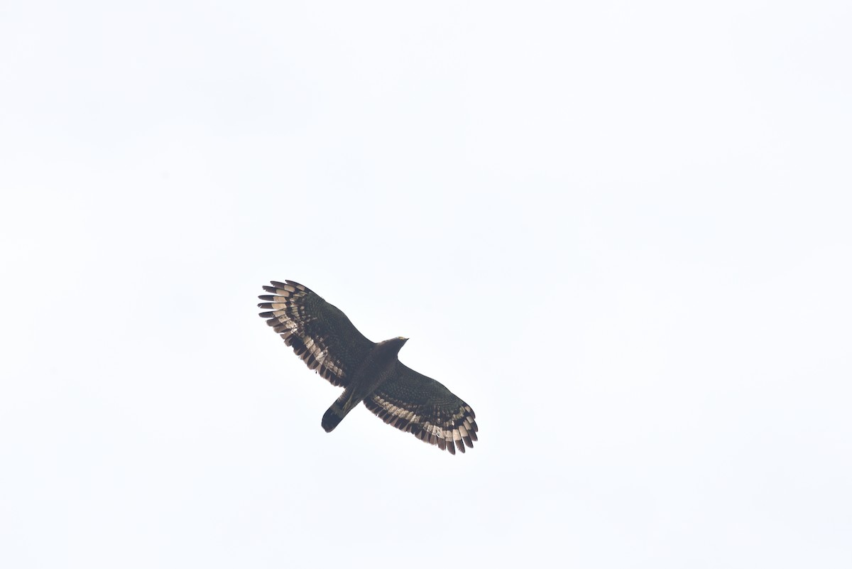 Crested Serpent-Eagle - ML150505641
