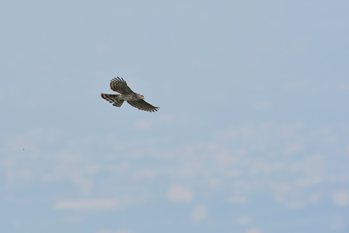 Crested Goshawk - ML150505651