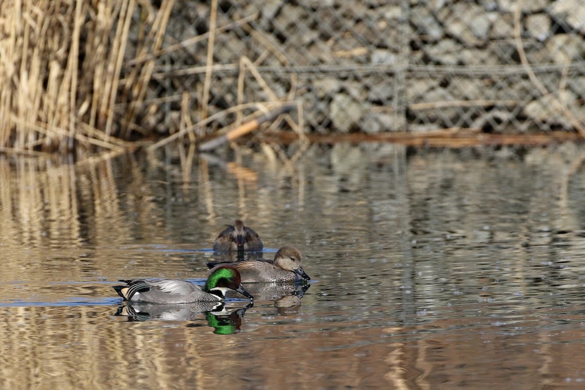 Falcated Duck - ML150506891