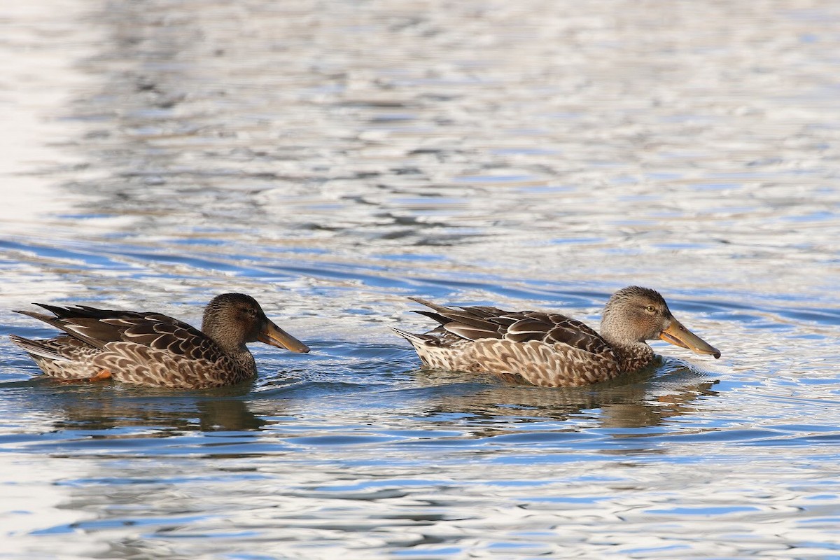 Northern Shoveler - ML150506901