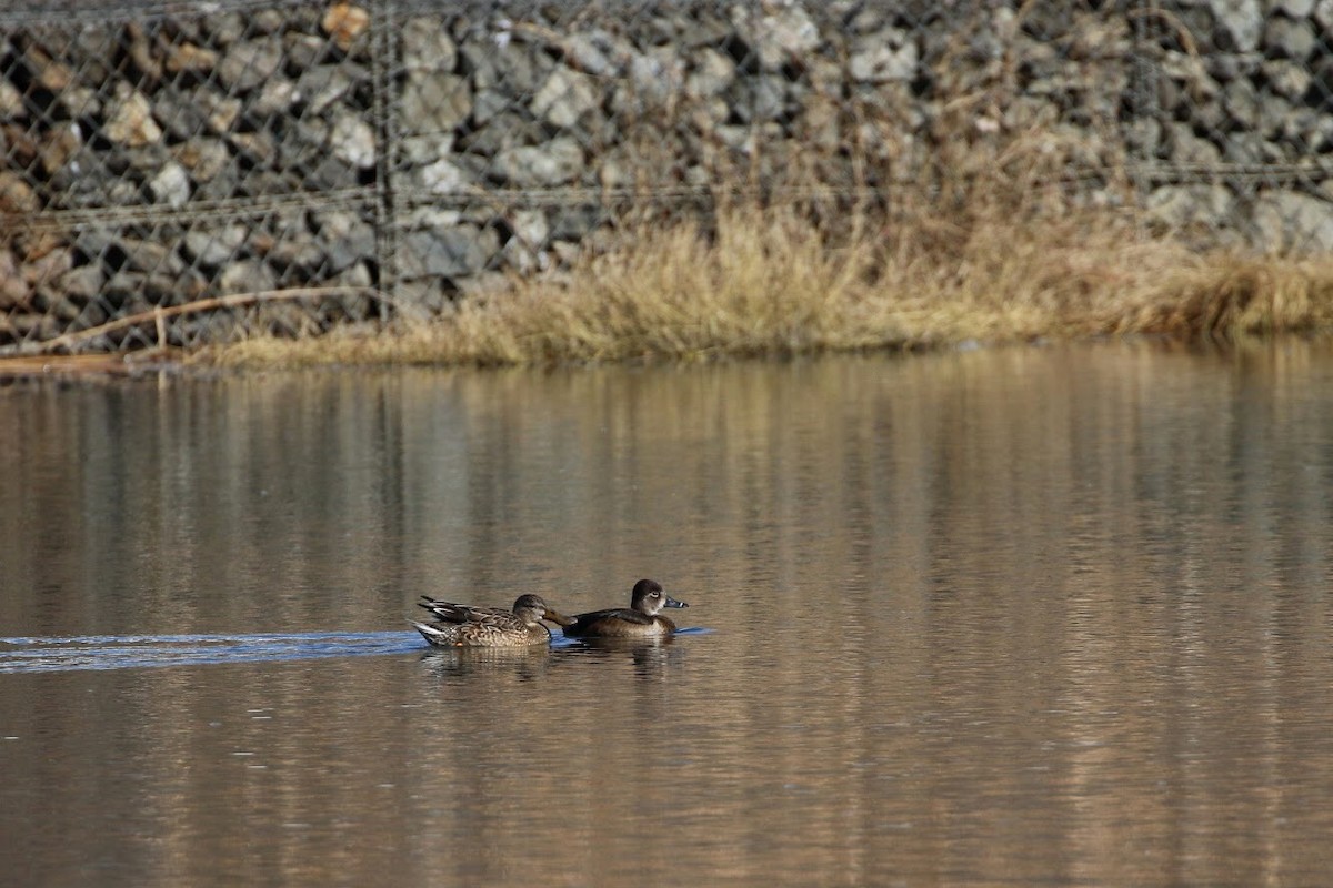 Northern Shoveler - ML150506911