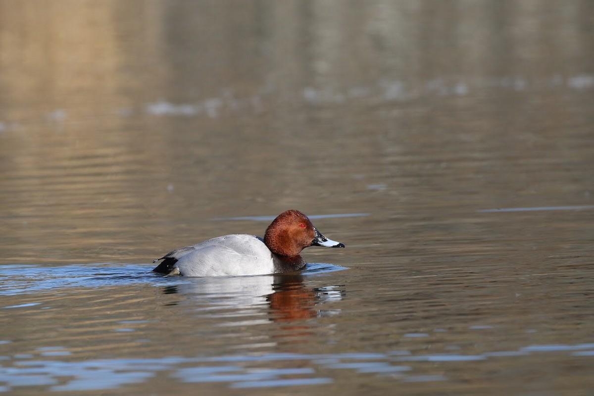 Common Pochard - ML150506961