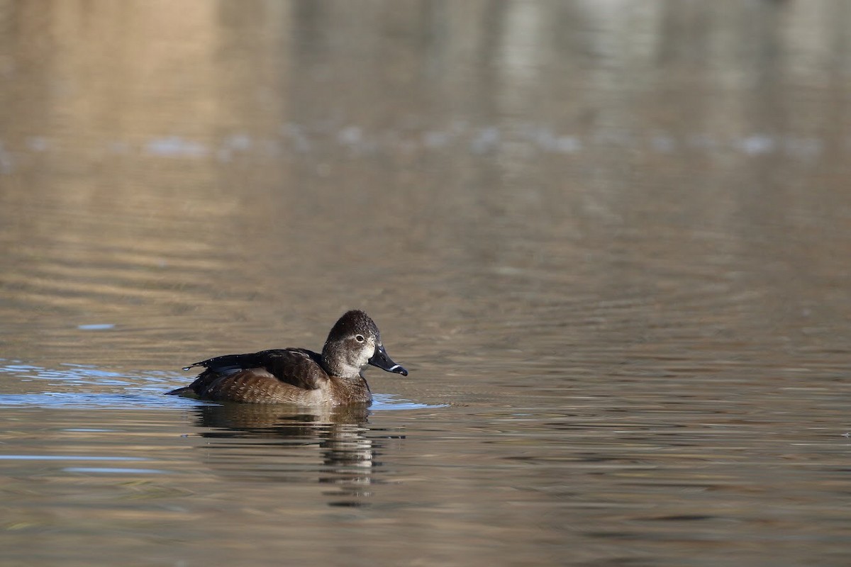 Ring-necked Duck - ML150507061